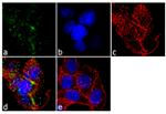 MCP-1 Antibody in Immunocytochemistry (ICC/IF)