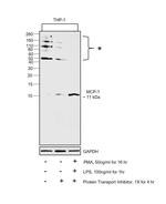 MCP-1 Antibody in Western Blot (WB)