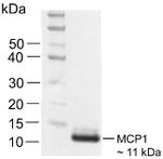 MCP-1 Antibody in Western Blot (WB)