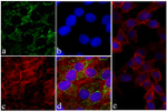 HIF1A Antibody in Immunocytochemistry (ICC/IF)