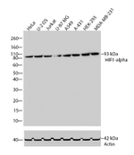 HIF1A Antibody in Western Blot (WB)