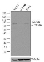 MDM2 Antibody in Western Blot (WB)