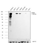 ErbB2 (HER-2) Antibody in Western Blot (WB)