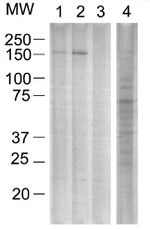 ErbB2 (HER-2) Antibody in Western Blot (WB)