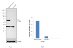 c-Myc Antibody