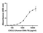 CXCL5 Antibody in ELISA (ELISA)