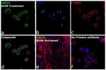 CXCL5 Antibody in Immunocytochemistry (ICC/IF)