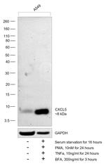 CXCL5 Antibody in Western Blot (WB)