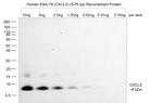 CXCL5 Antibody in Western Blot (WB)