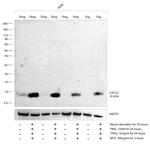 CXCL5 Antibody in Western Blot (WB)