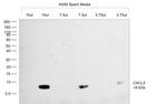 CXCL5 Antibody in Western Blot (WB)