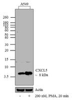 CXCL5 Antibody in Western Blot (WB)