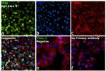 IRS1 Antibody