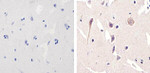 NMDAR1 Antibody in Immunohistochemistry (Paraffin) (IHC (P))