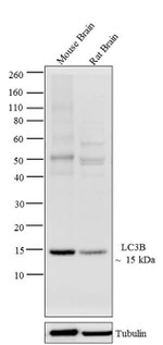 LC3B Antibody in Western Blot (WB)