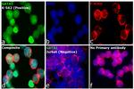 GATA1 Antibody in Immunocytochemistry (ICC/IF)