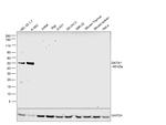 GATA1 Antibody in Western Blot (WB)