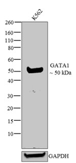 GATA1 Antibody in Western Blot (WB)