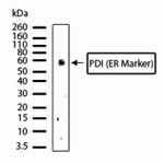 PDIA2 Antibody in Western Blot (WB)