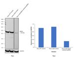 MEK2 Antibody