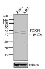 FOXP3 Antibody in Western Blot (WB)