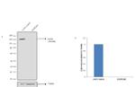 EGFR Antibody in Western Blot (WB)