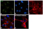 IL-6 Antibody in Immunocytochemistry (ICC/IF)