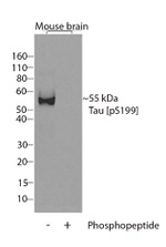 Phospho-Tau (Ser199) Antibody in Western Blot (WB)