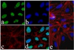 Phospho-Tau (Ser199) Antibody in Immunocytochemistry (ICC/IF)