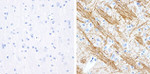 Phospho-Tau (Ser199) Antibody in Immunohistochemistry (Paraffin) (IHC (P))