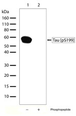 Phospho-Tau (Ser199) Antibody in Western Blot (WB)