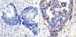 Phospho-p38 MAPK (Thr180, Tyr182) Antibody in Immunohistochemistry (Paraffin) (IHC (P))