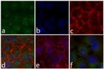 Phospho-STAT5 alpha (Tyr694) Antibody