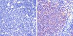 Phospho-STAT5 alpha (Tyr694) Antibody in Immunohistochemistry (Paraffin) (IHC (P))