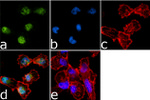 Phospho-AMPK alpha-1,2 (Thr183, Thr172) Antibody in Immunocytochemistry (ICC/IF)