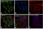 Phospho-AMPK alpha-1,2 (Thr183, Thr172) Antibody