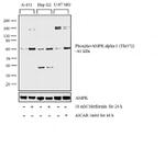 Phospho-AMPK alpha-1,2 (Thr183, Thr172) Antibody in Western Blot (WB)