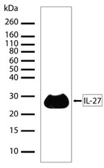 IL-27 p28 Antibody in Western Blot (WB)