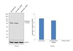 NFkB p65 Antibody