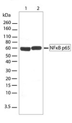 NFkB p65 Antibody in Western Blot (WB)