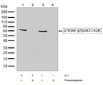 Phospho-p70 S6 Kinase (Thr421, Ser424) Antibody in Western Blot (WB)