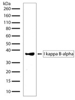 IkB alpha Antibody in Western Blot (WB)