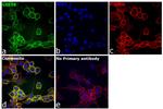 GSK3B Antibody in Immunocytochemistry (ICC/IF)