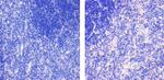 CXCL9 Antibody in Immunohistochemistry (Paraffin) (IHC (P))