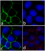 E-cadherin Antibody in Immunocytochemistry (ICC/IF)