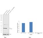 p21 Antibody in Western Blot (WB)