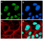 p21 Antibody in Immunocytochemistry (ICC/IF)