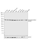 Nucleostemin Antibody in Western Blot (WB)