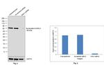 Nucleostemin Antibody in Western Blot (WB)