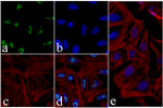 Nucleostemin Antibody in Immunocytochemistry (ICC/IF)